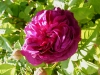 hippolyte
