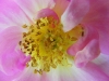 marguerite-hiling