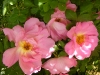 marguerite-hilling