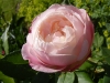mme-pierre-oger