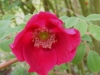 rosa-moyesi-geranium-1