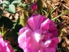 duchesse-dabrantes