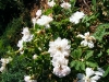fimbriata