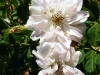 fimbriata2