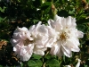 fimbriata3