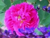 himmelsauge3