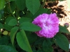 hippolyte