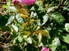 nordlandrose