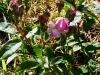 nordlandrose2