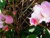 nordlandrose3