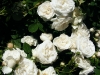 roza