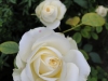 lovely-greem-dod