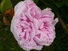 antonie-schurz-a.jpg