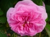 gertrude-jekyll-a.jpg