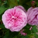 gertrude-jekyll1.jpg