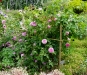 gertrude-jekyll2a.jpg
