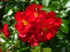royal-bassino-a.jpg