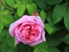 comte-de-chambord-jpg2_