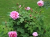 comte-de-chambord-jpg3_