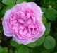 comte-de-chambord2a