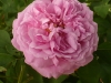 comte-de-chambort-1