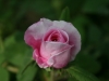 comte-de-chambord-2