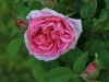 comte-de-chambord