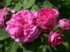delambre