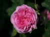 delambre