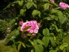 duchesse-de-rohan