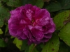 indigo-157