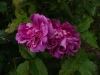 indigo156