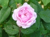 jacques-cartier-a