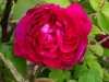 SONY DSC