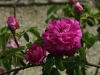 rose-du-roi-138