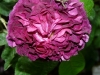 rose-du-roi-a-fleurs-poupres1.jpg