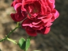 rose-du-roi-pourpres