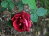 rose-du-roi