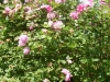 carefree beauty