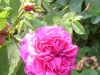 duc de cambrige