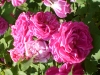 mme scipio cochet
