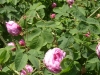 provence pink