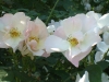 shropshire lass