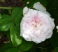eddies-jewel.jpg
