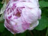 honorine-de-brabant-1.jpg