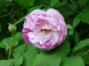 honorine-de-brabant.jpg