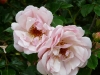 leontine-gervais.jpg
