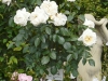 lions-rose-a.jpg