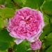 lord-penzance.jpg