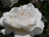margaret-merril-2.jpg